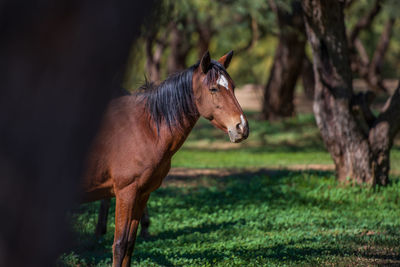 Horse standing on tree trunk