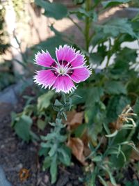 Close-up of pink flowering plant