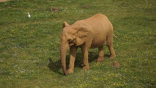 Elephant in a grass