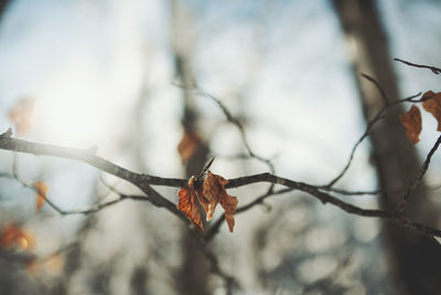 Close-up of dry leaves on branch during winter