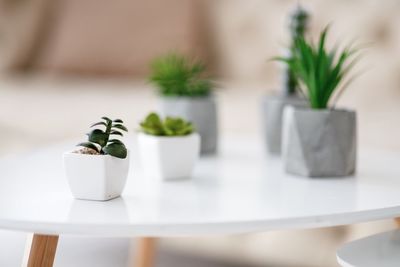 Close-up of potted plant on table