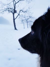 Close-up of dog during winter