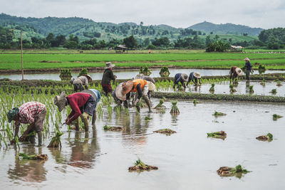 Chiangrai , thailand farmer transplant rice seedlings in rice field.