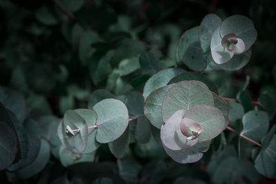 Close-up of flowering plant