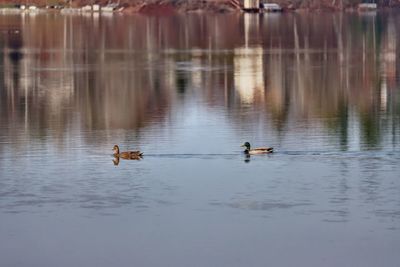 Ducks swimming in lake