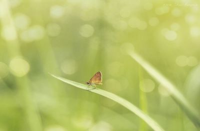 Close-up of insect on plant