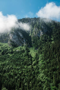 Aerial view of trees in forest