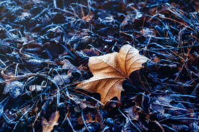High angle view of dry maple leaf on land