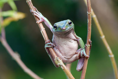 Close-up of frog on branch