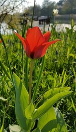 Close-up of red flower blooming outdoors