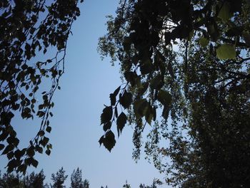 Low angle view of trees against sky