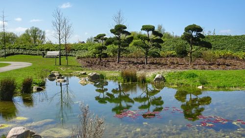 Plants growing by lake at park