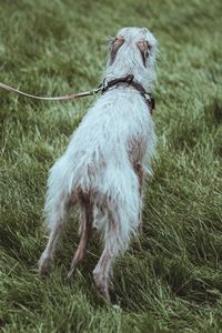 Dog standing in field