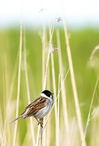 Close-up of bird perching on plant