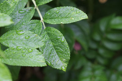 Close-up of wet plant leaves