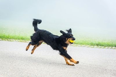 Dog with toy in mouth running on street