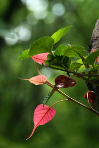 Close-up of red rose on leaves