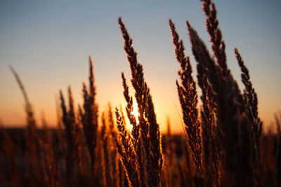 Close-up of stalks in field against sunset sky