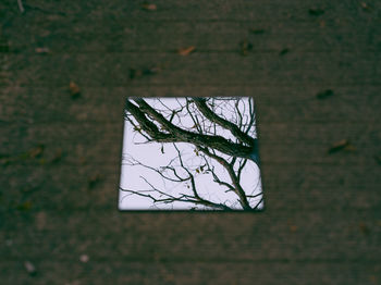 High angle view of bare tree reflection over mirror on footpath