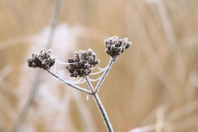 Close-up of plant