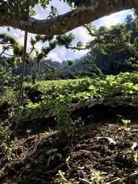 Plants growing on field