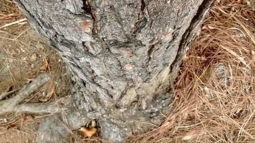 Close-up of tree trunk