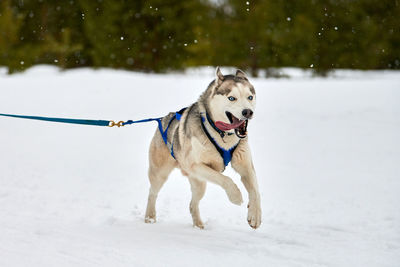 Running husky dog on sled dog racing. winter dog sport sled team competition. husky dog in harness