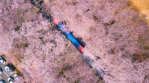 Aerial view of cherry trees