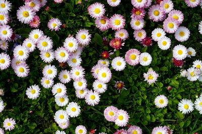 High angle view of daisy flowers