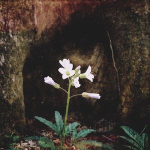 Close-up of flowers against blurred background