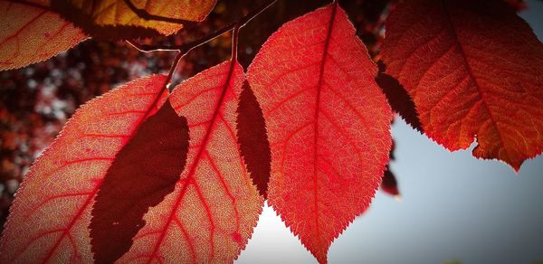 Close-up of red maple leaves on tree