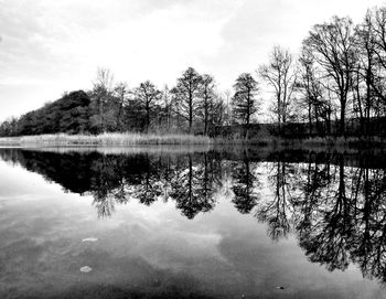 Reflection of trees in calm lake