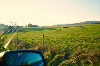 Scenic view of grassy field