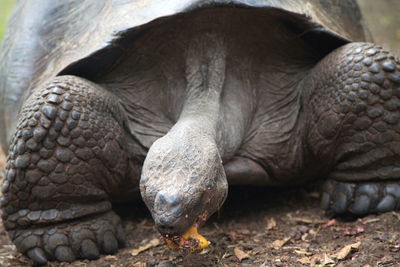 Closeup of galapagos tortoise chelonoidis nigra eating fruit galapagos islands, ecuador.