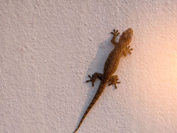 Close-up of lizard on wall