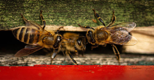 Close-up of bee