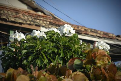 Close-up of flowering plants against sky