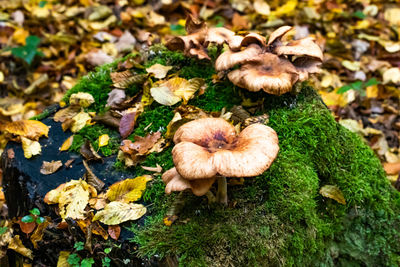 High angle view of mushrooms growing on field