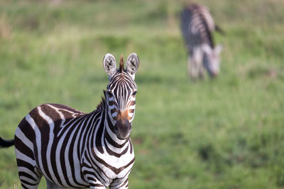 Zebra in a field