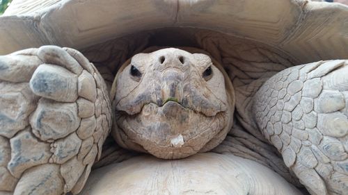 Close-up of giant tortoise