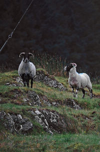 Sheep in a field