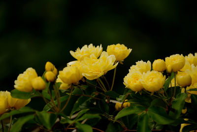 Close-up of yellow flowering plant