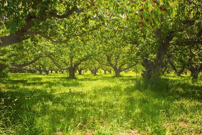 Trees on grassy field