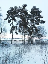 Bare trees on snow covered field