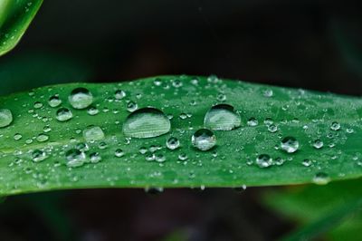 Close-up of raindrops on leaves