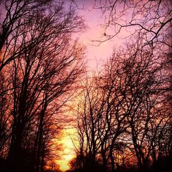Low angle view of silhouette trees against sky during sunset
