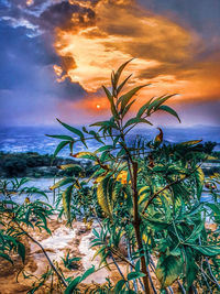 Plants by sea against sky during sunset