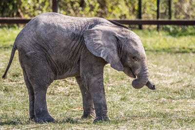 Elephant in a zoo