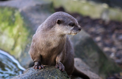 Close-up of rabbit on rock