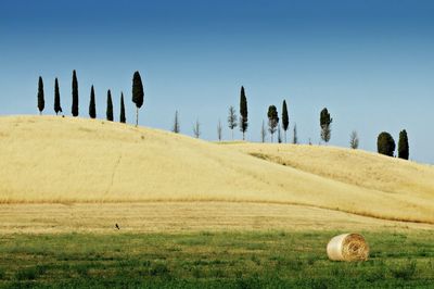 Panoramic view of agricultural field against clear blue sky